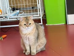 -和它·交个朋友·狗咖猫咖(爱琴海店)