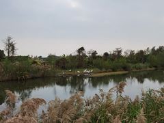 -芒洲湿地公园