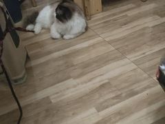 -伟伟宠物医院·CT影像中心·瑞派犬猫综合性门诊(汉口总院)