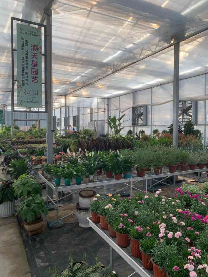 上海沈杨花卉苗木基地-"不是老公的朋友来载我们去,我还不知道这里.
