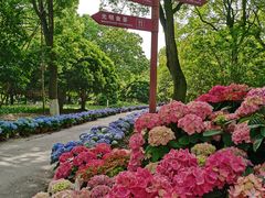 -上海鲜花港