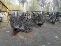 -长白岛森林公园