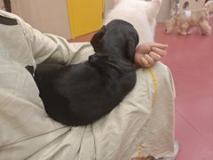 -和它·交个朋友·狗咖猫咖(爱琴海店)