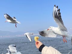 -海埂大坝