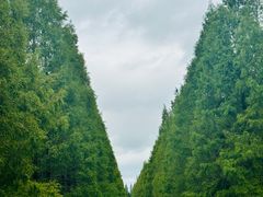 -黄海国家森林公园