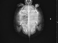 -雨林宠物医院 非犬猫异宠专科