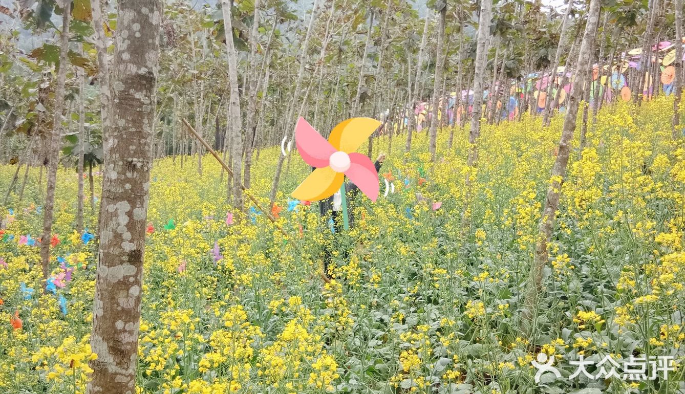 春日出游攻略3  云梯山的黄花铃木开啦