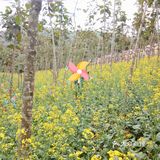 春日出游攻略3  云梯山的黄花铃木开啦