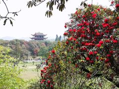 -贵州百里杜鹃风景名胜区