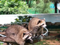 -西霞口神雕山野生动物世界