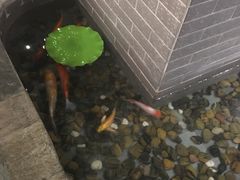 -龙门烤鱼(东方宝泰店)