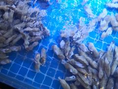 -特色酱椒鱼私房菜(黄鹤楼店)