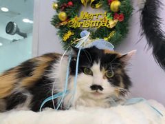 -爱洗澡的猫(望京店)