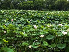 -荷塘月色湿地公园·向阳花洲