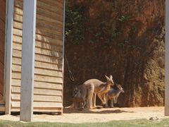 -泉州海丝野生动物世界