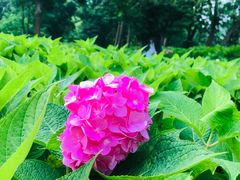 -上海共青森林公园