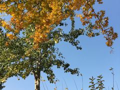 -大兴滨河森林公园