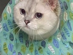 -纳吉亚猫专科动物医院博雅分院