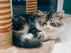 -飞行喵MR PILOT|猫舍·猫咖(静安大融城店)