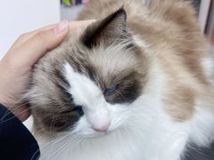 -青奢宠物·青奢猫舍