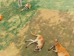 -西霞口神雕山野生动物世界