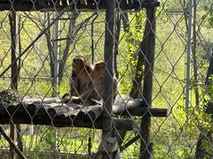 -哈尔滨北方森林动物园