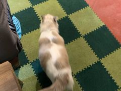 -猫猫幼稚园·撸猫·桌游·电玩