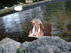 景点-清迈夜间动物园