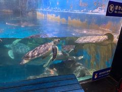 -烟台海昌鲸鲨海洋公园