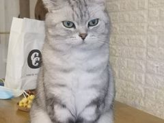 -平行世界·猫咖(首经贸店)