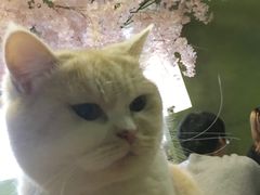 -猫猫幼稚园·撸猫·桌游·电玩