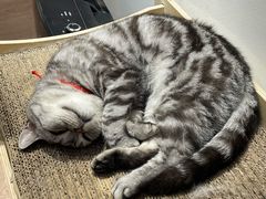 -有猫主题·治愈系猫咖(曾厝垵店)