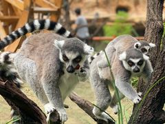 -北京野生动物园