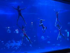 -烟台海昌鲸鲨海洋公园