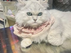 -怪兽屋·羊驼·猫咖·狗咖(俊华广场店)