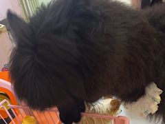 -我爱猫咪·猫咖·狗咖·安哥拉兔·羊驼咖(小寨华旗店)
