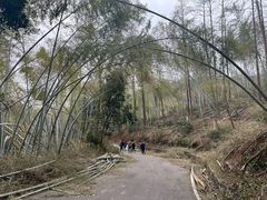 -潜山国家森林公园