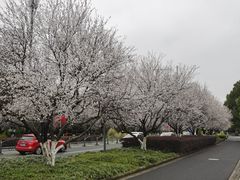 -昆山城市生态森林公园