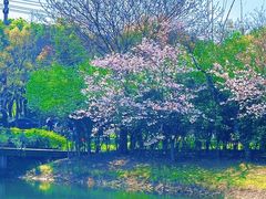 -贡湖湾湿地公园