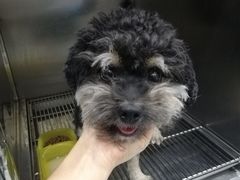 -瑞鹏动物医院宠美康(扬子江路分院)