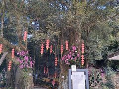 -广州市石门国家森林公园