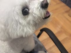 -瑞派名望志远动物医院·猫科·內科·异宠专科(直港大道店)
