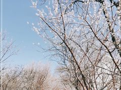 -桃花堤公园