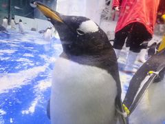 -芜湖新华联大白鲸海洋公园