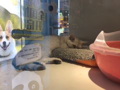 -龟与熊猫宠物公园(南坪店)