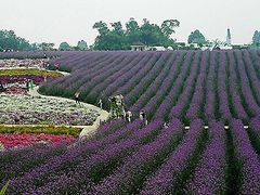 香薰山谷-紫颐香薰山谷景区