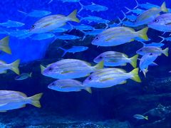 -海合安武汉极地海洋公园