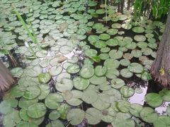 -昆山城市生态森林公园