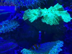 -上和臻品中国菜(花园街店)