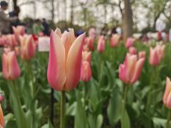 -西湖游船